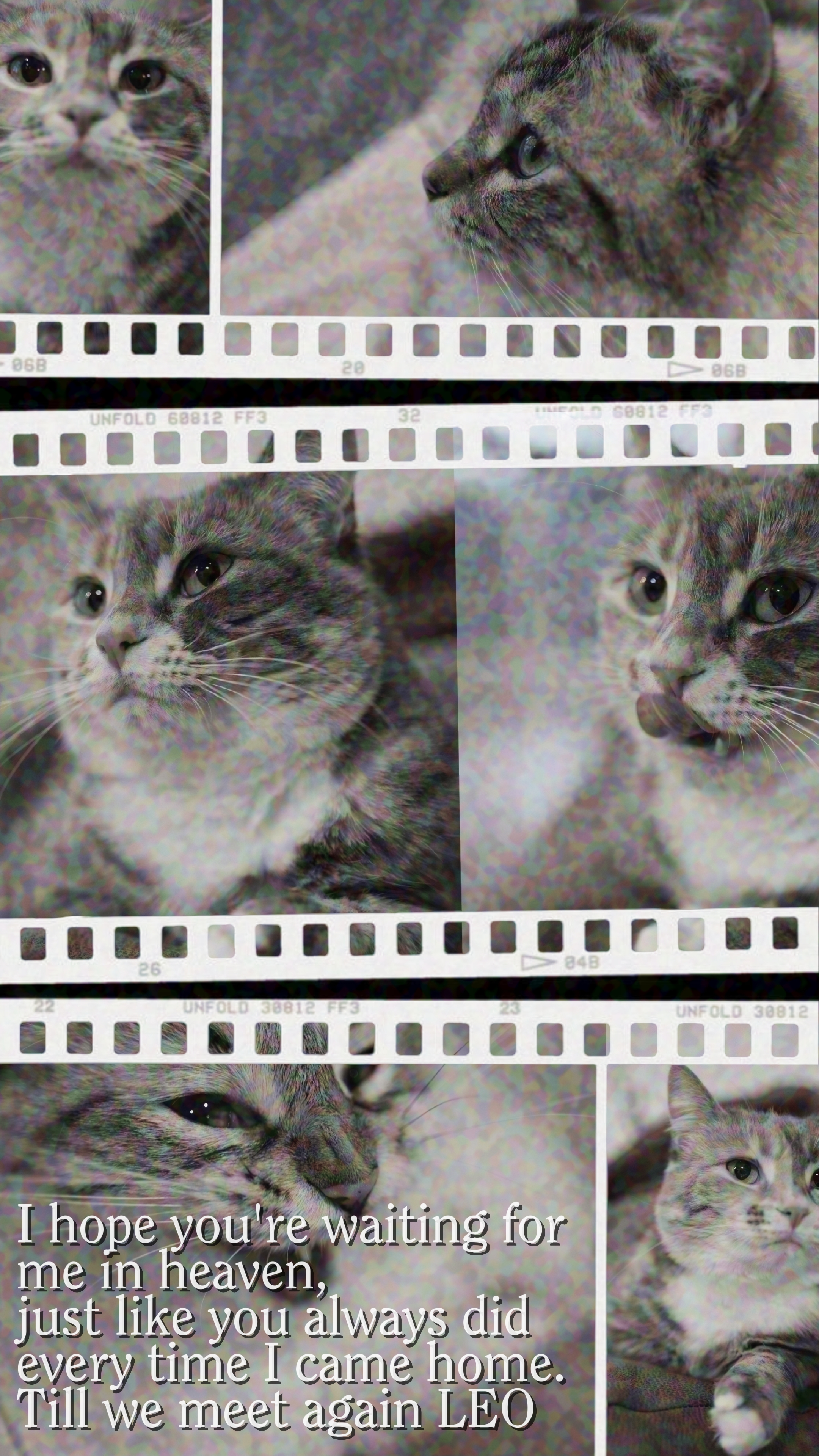 Pérdida de gato