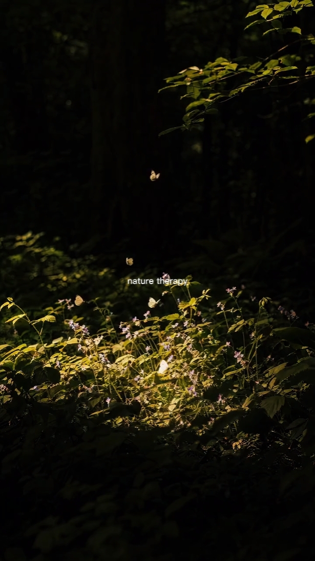 nature therapy 