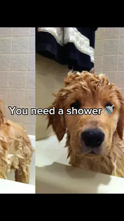 My cute puppy