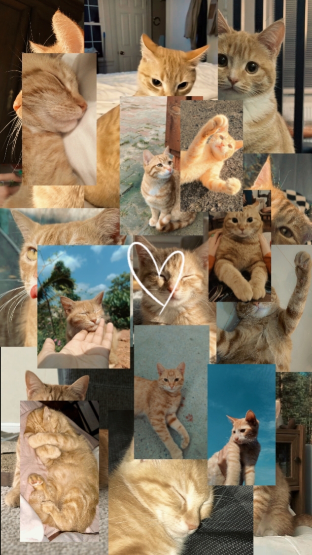 Momen Kucing