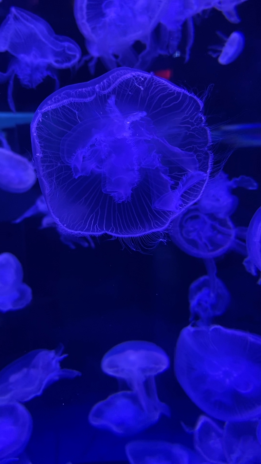 Aquarium Date 🐳