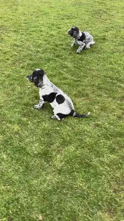 Run