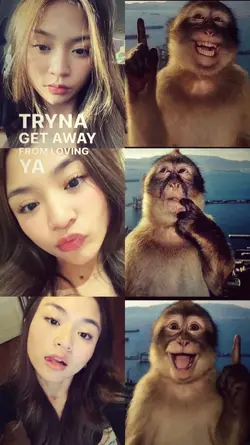 monyet trend