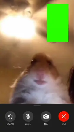 Hamster video call