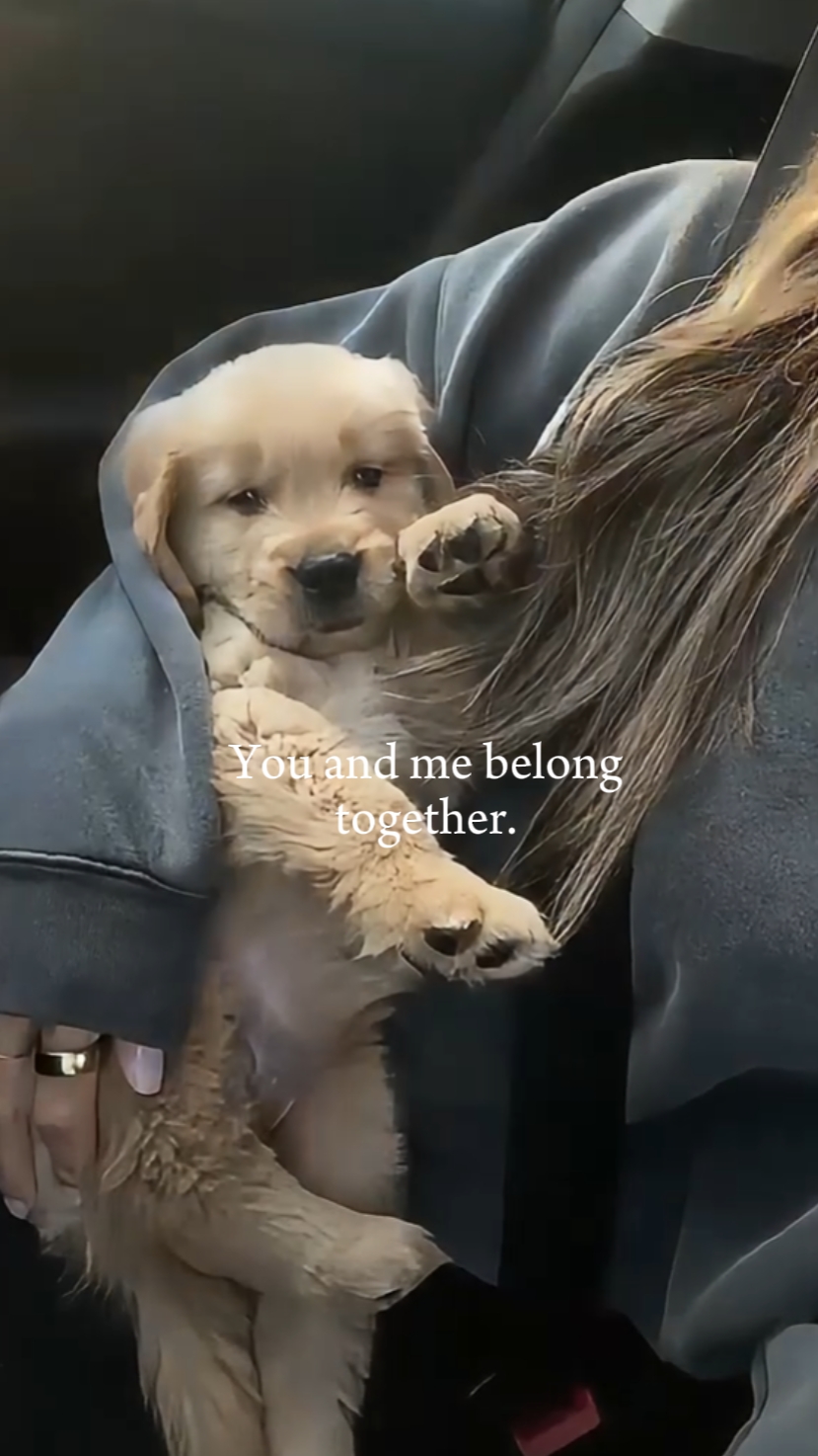 Eres mi perro
