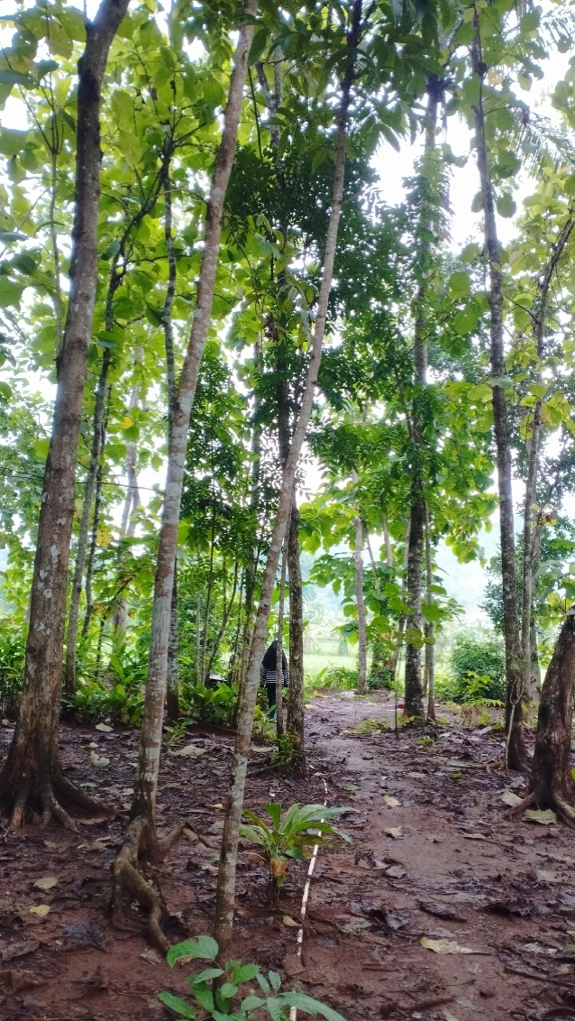 Main di Sawah 3 Foto
