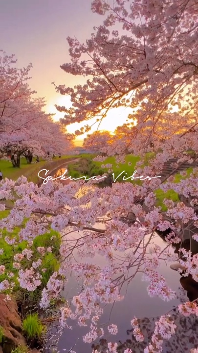 Getaran Sakura 