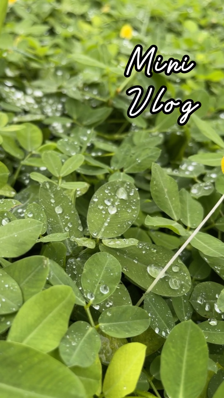 Mini Vlog Tier