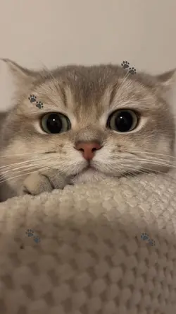 My Kitten
