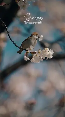 Spring