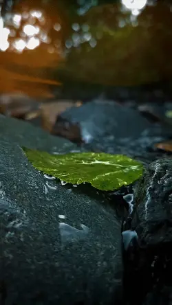 5vidio cinematic