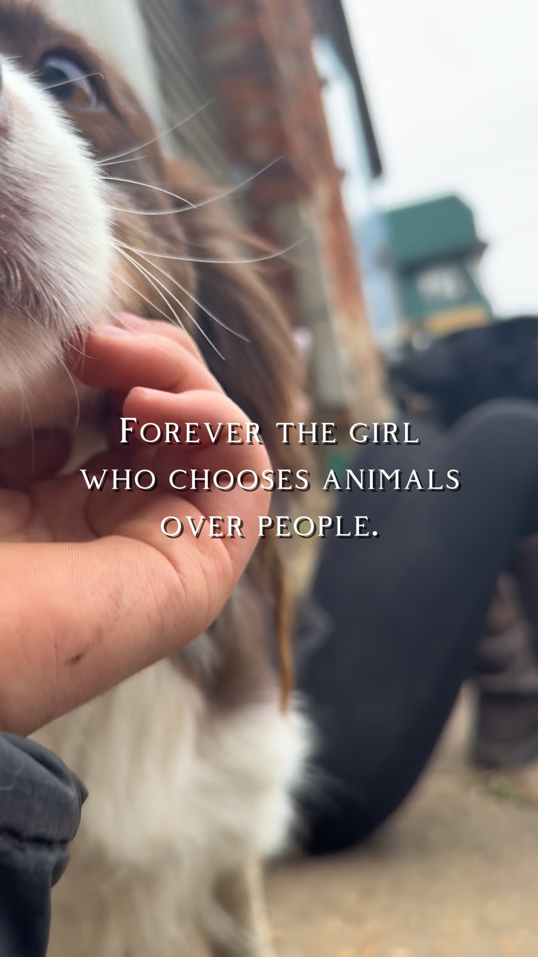 Animals❤️