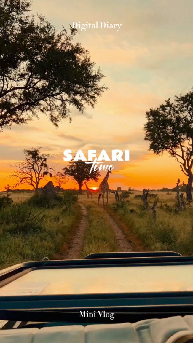 Tiempo de safari