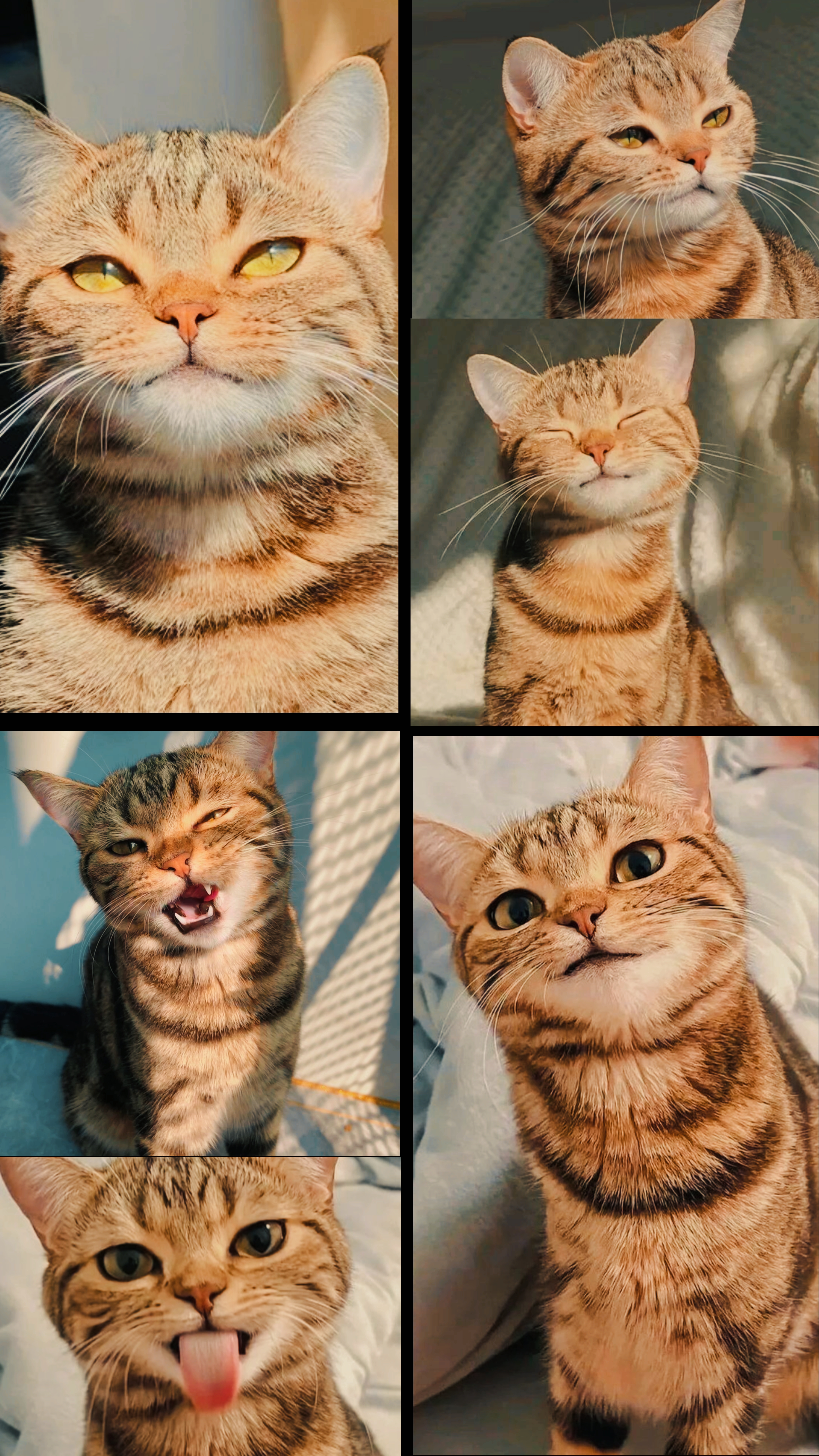 Süße Katze 