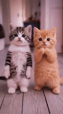 catdance