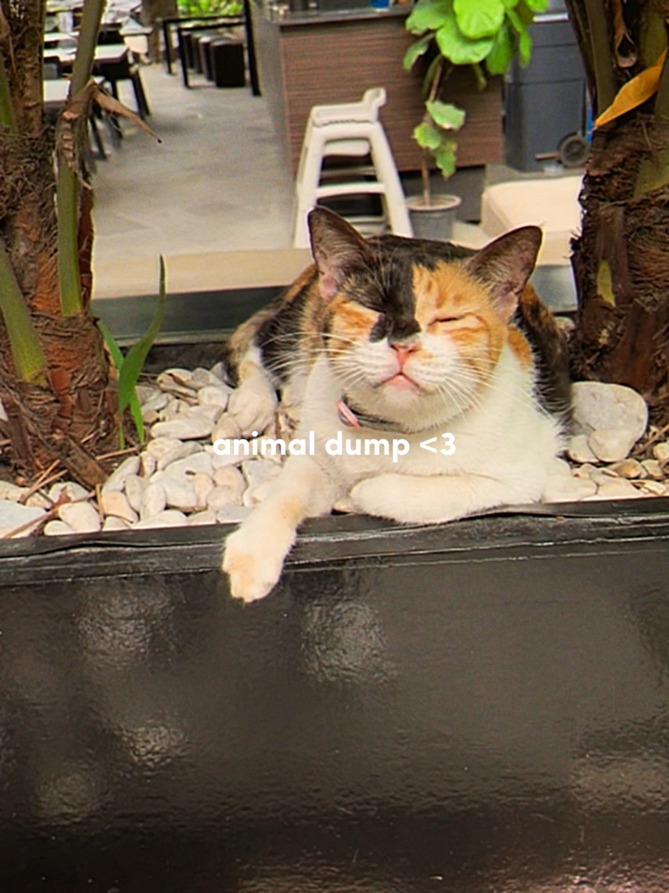 animal dump cutie