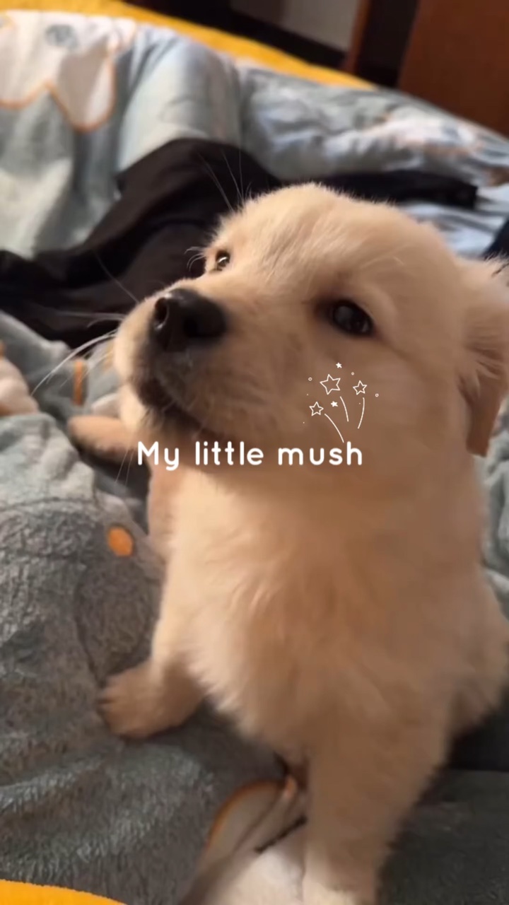 Vlog de amantes de las mascotas