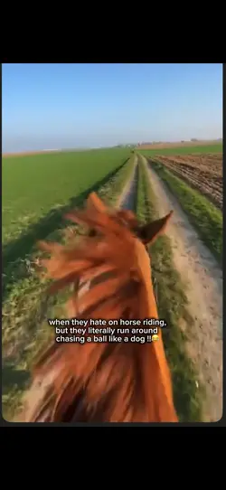 Horse