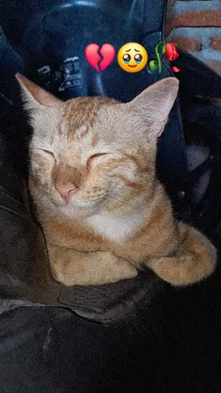 kucing meninggal