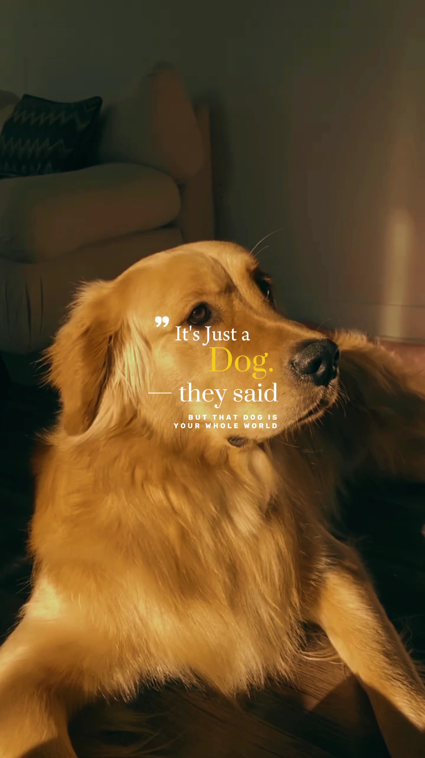 Its just a dog 