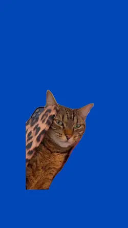 Gato llamando