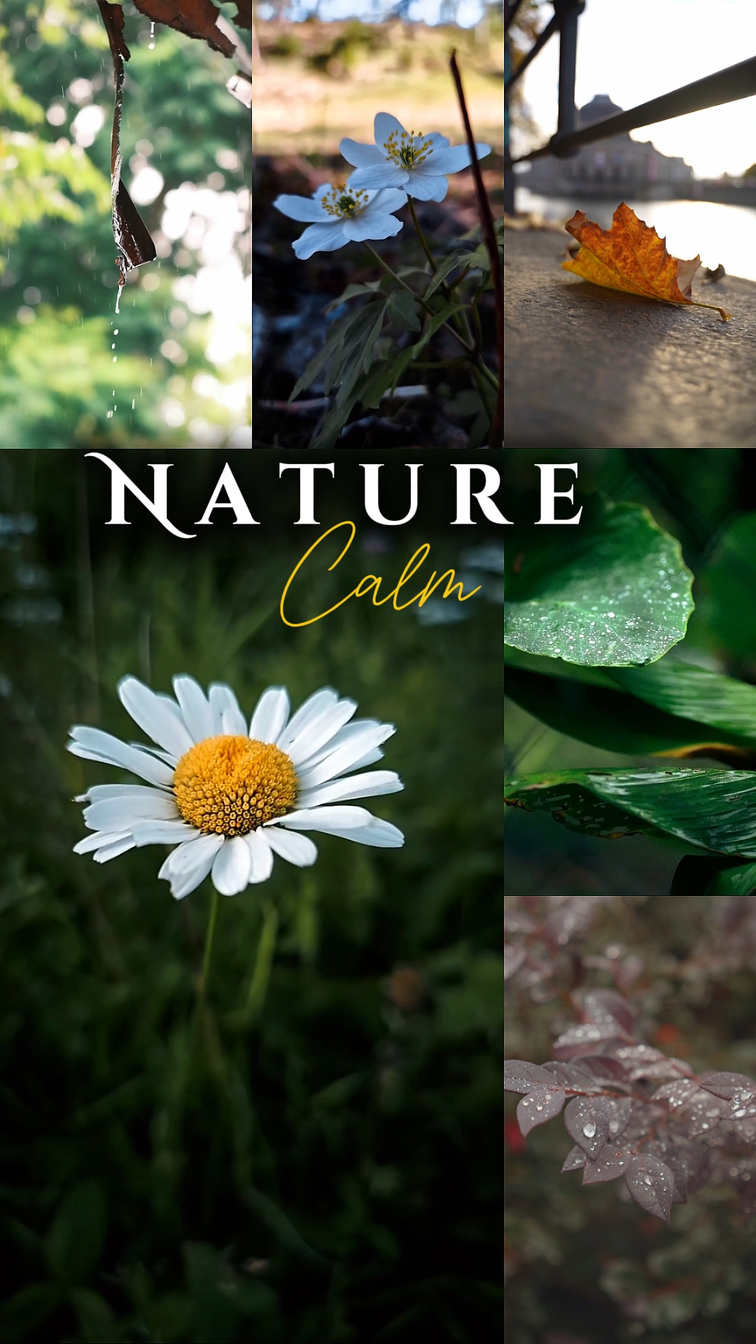 Nature calme