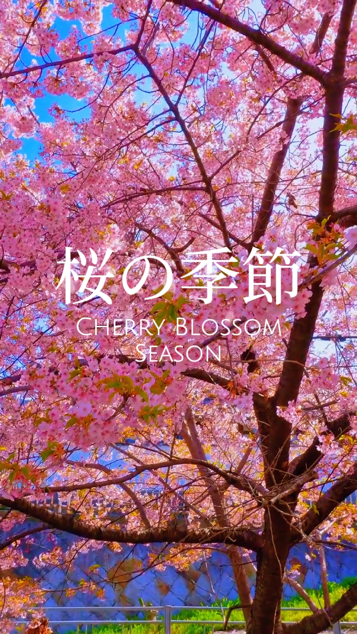 cherry blossom