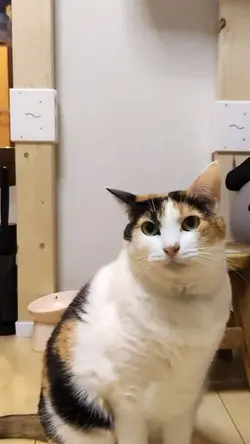 ねこちゃんのお願い
