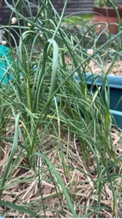 趣味の家庭菜園