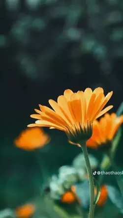 nhạc chill