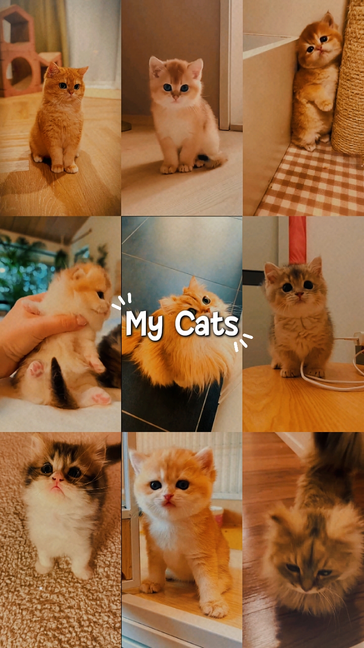 Mis gatos