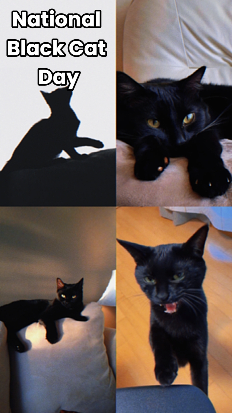 Dia do gato preto