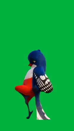 Dancing birdie