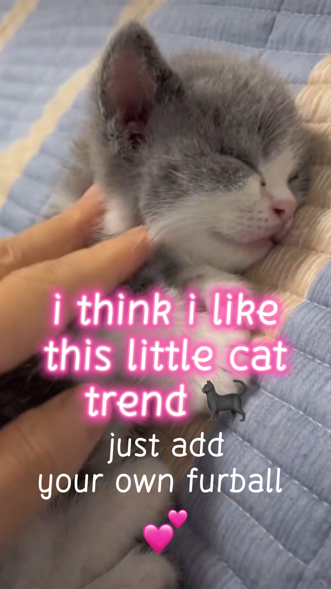 bu küçük kedi