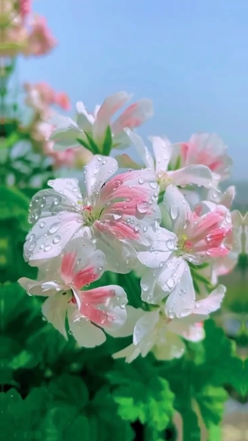 미적 꽃 