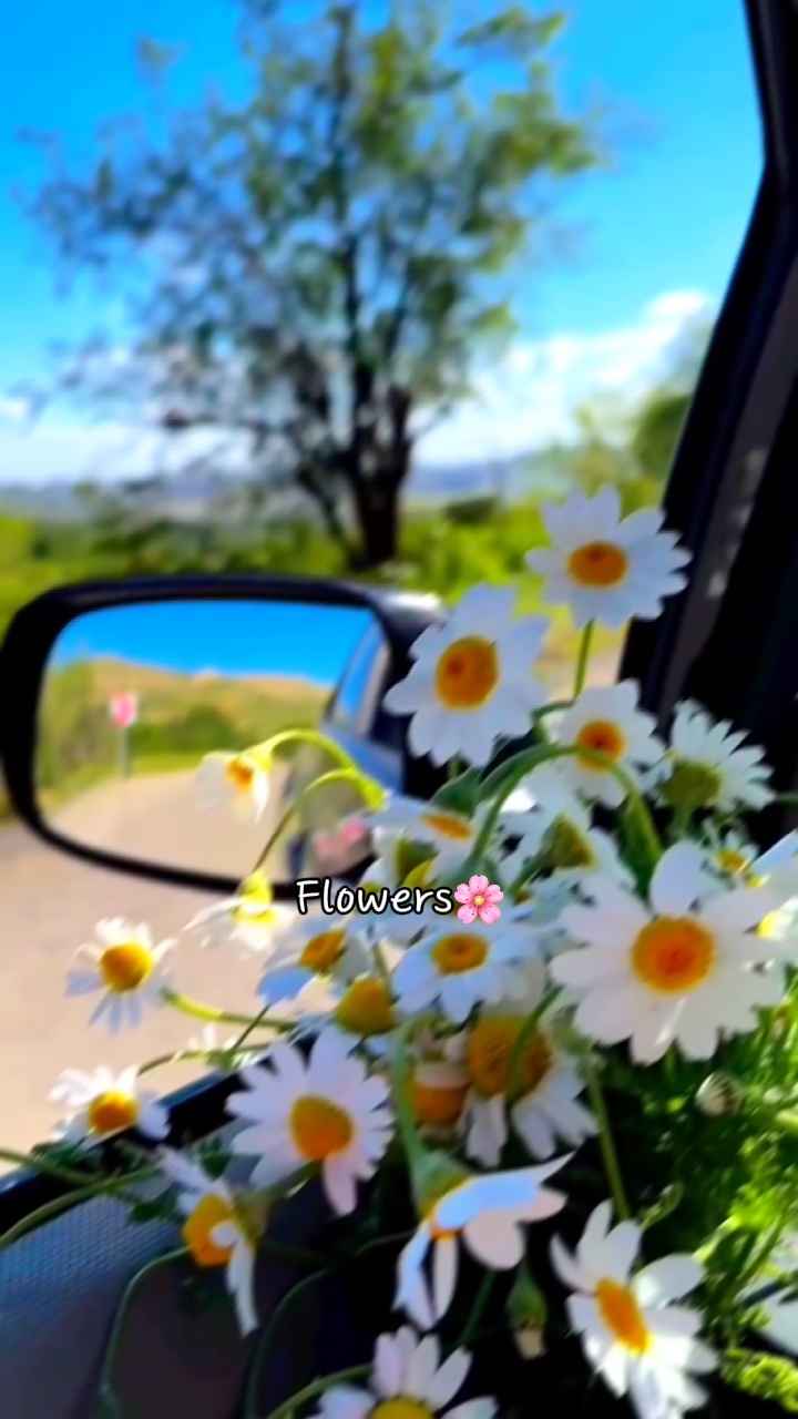 Flores 1 video 