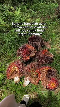 Sawit🌴