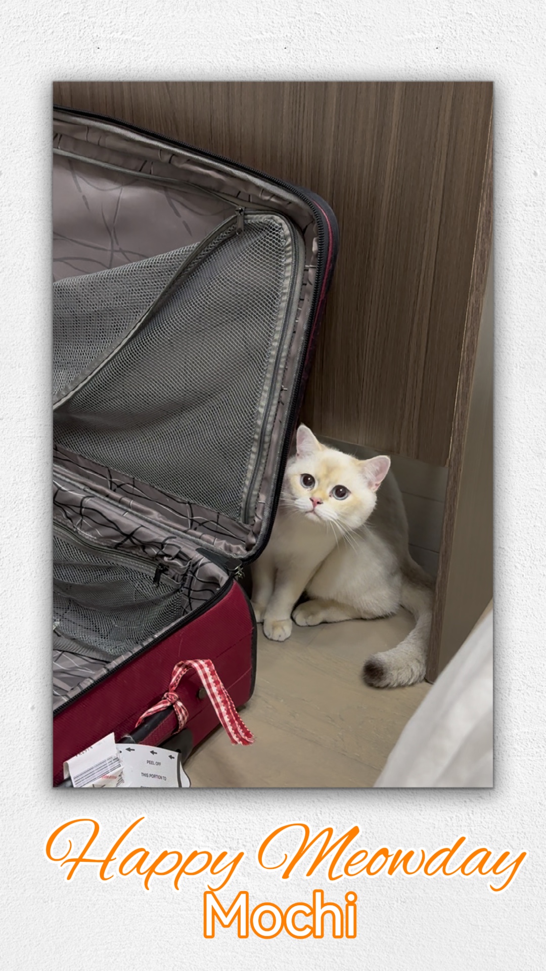 Fröhlicher Meowday