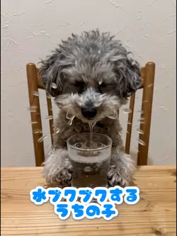水ブクブクするうちの子