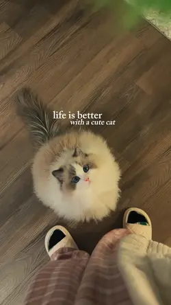 with a cute cat