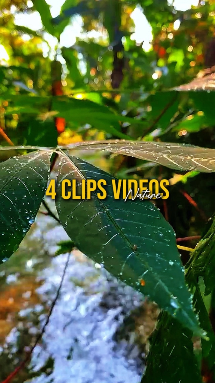 4 Videos Nature
