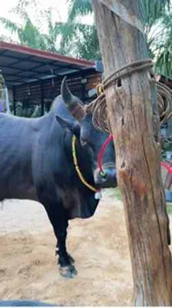 วัวชน