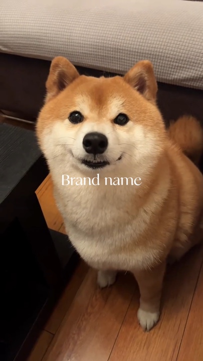 Perrito sentado