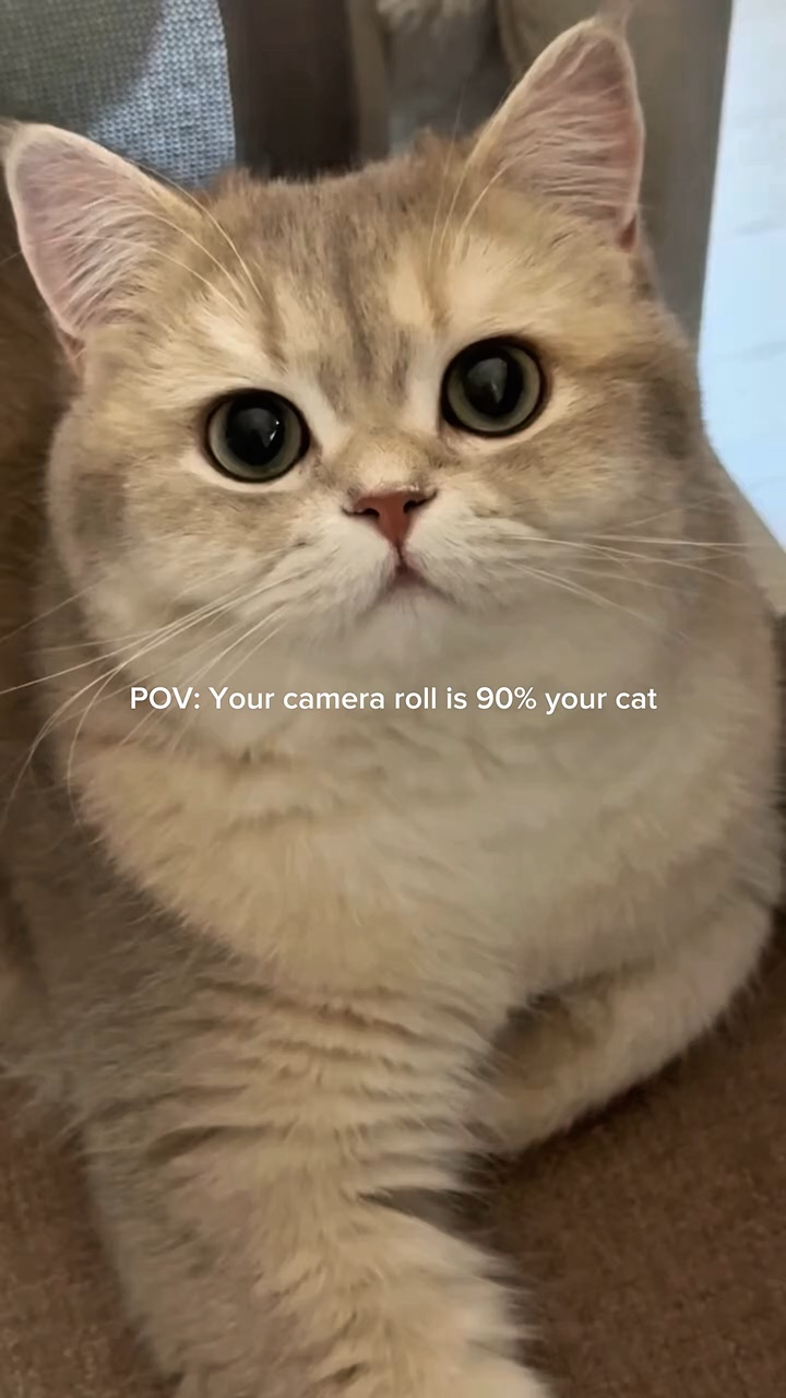 POV: mahilig sa pusa
