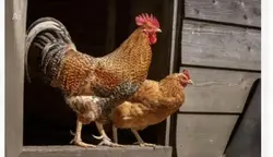chicken