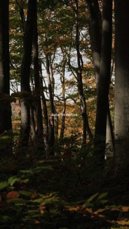 Autumn nature