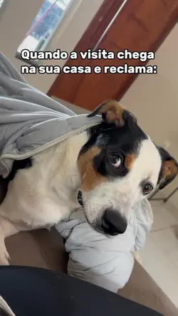 Cheiro de cachorro 