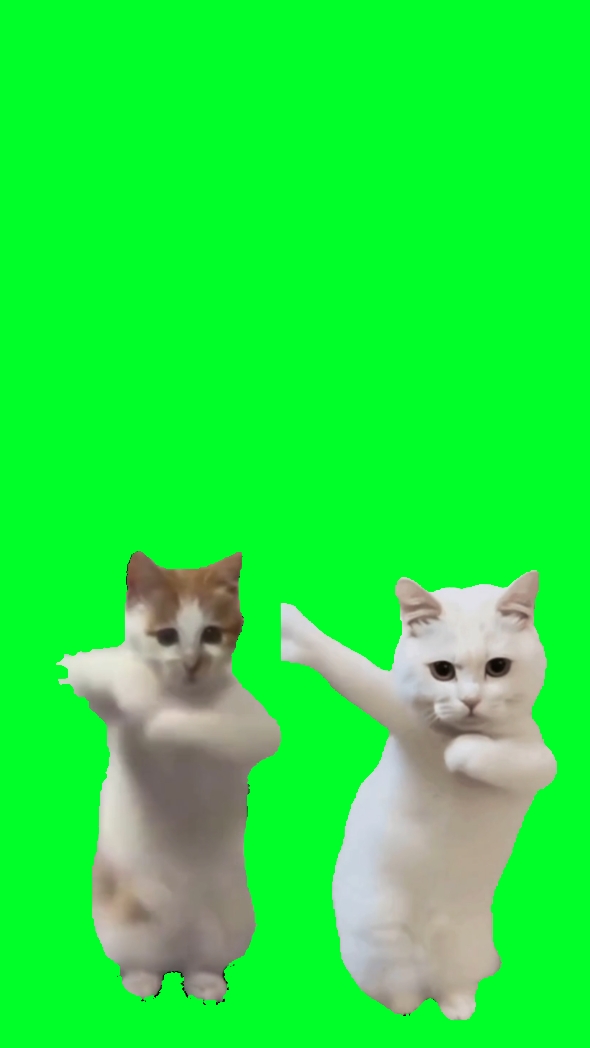 Duo kucing joget