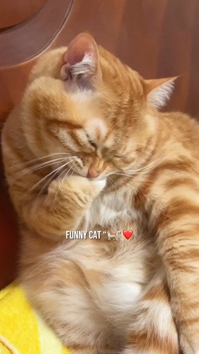 Funny cat ❤️ 