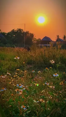 1 video bình minh